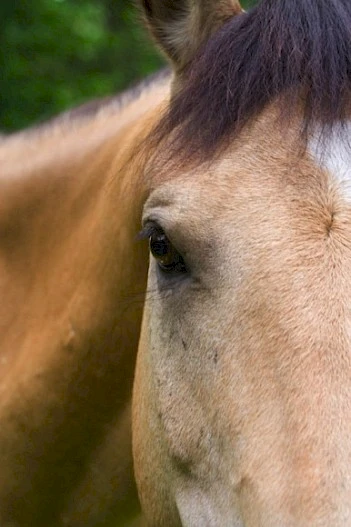The image shows a close-up of half of a horse's face, focusing on its eye, with greenery in the blurred background.
